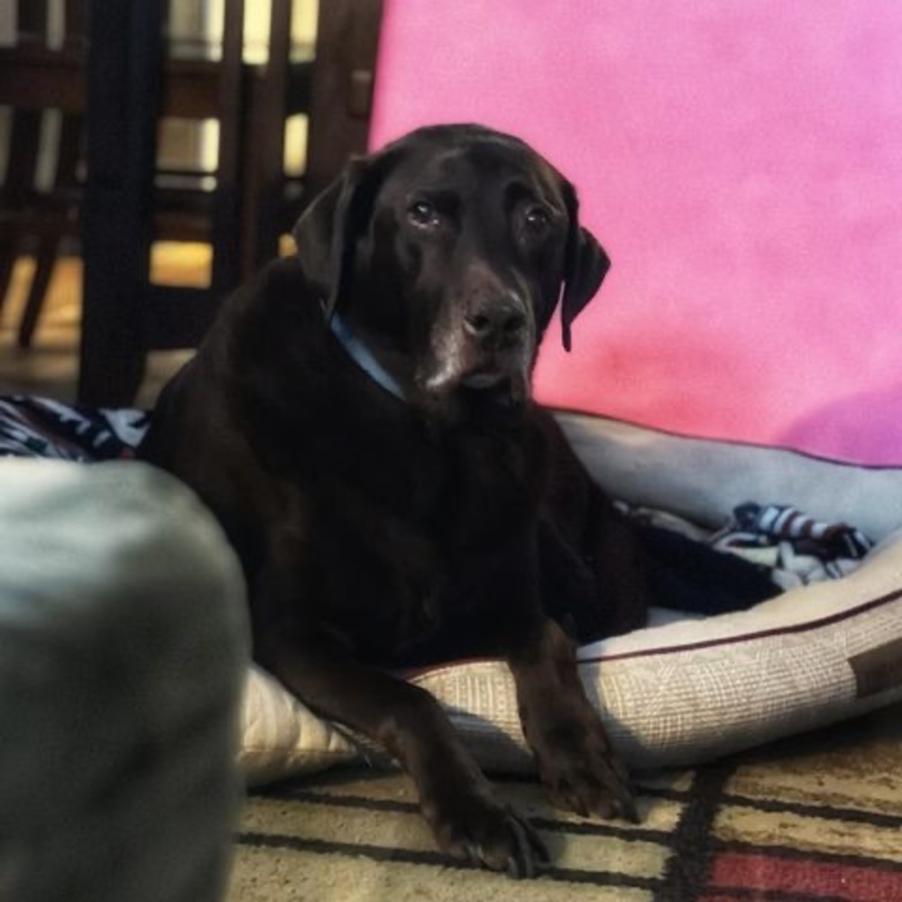 Meet your Posher, Laurie